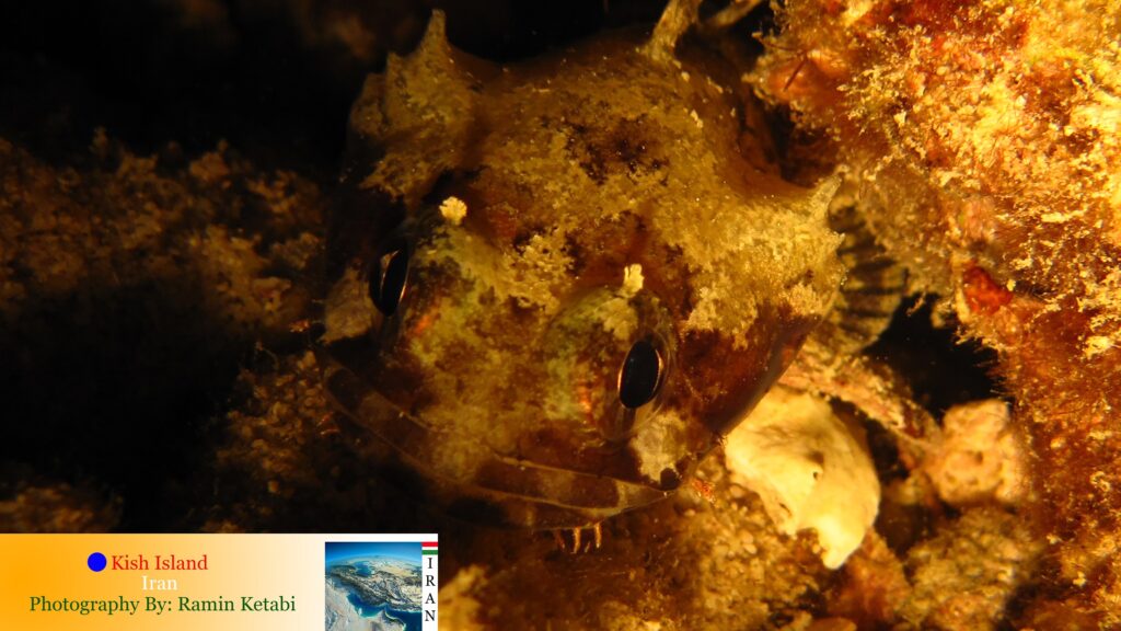 Colletteichthys dussumieri (Colletteichthys dussumieri) |commons:File:Colletteichthys dussumieri.jpg