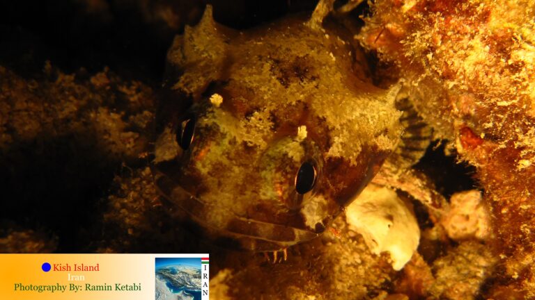 Colletteichthys dussumieri (Colletteichthys dussumieri) |commons:File:Colletteichthys dussumieri.jpg