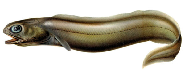 Coloconger raniceps (Coloconger raniceps) |commons:File:Coloconger raniceps.jpg