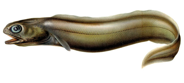 Coloconger raniceps (Coloconger raniceps) |commons:File:Coloconger raniceps.jpg