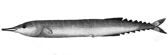 Cololabis adoceta (Cololabis adoceta) |commons:File:Greater Weever - Saury - from A Tour in Scotland - Moses Griffith - Peter Mazell Cololabis adocetus.png