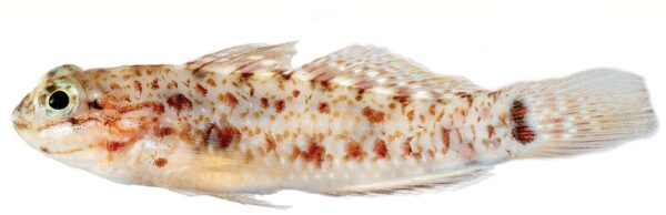 Colon Goby (Coryphopterus dicrus) |commons:File:Coryphopterus dicrus.jpg