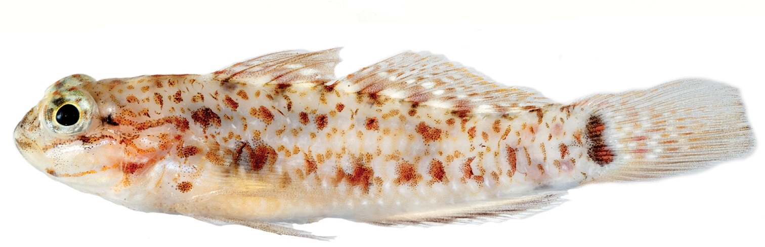 Colon Goby (Coryphopterus dicrus) |commons:File:Coryphopterus dicrus.jpg