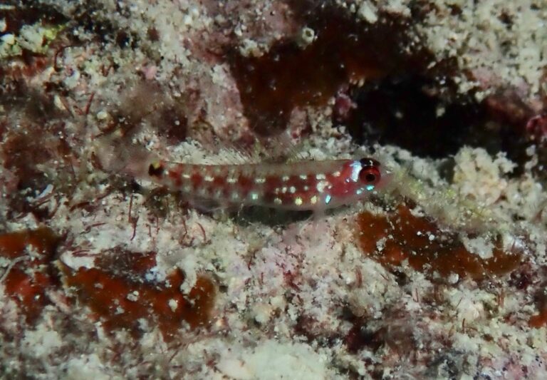 Comet Dwarfgoby (Eviota cometa) |commons:File:Eviota cometa.jpg