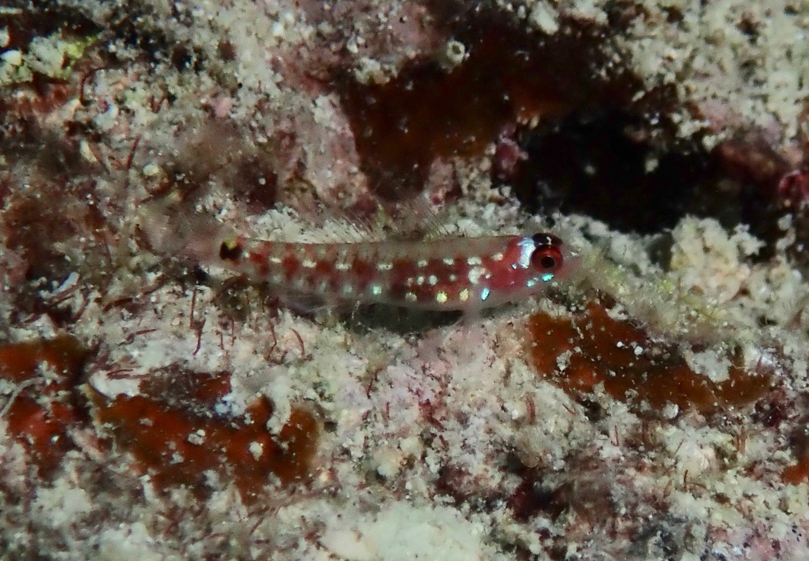 Comet Dwarfgoby (Eviota cometa) |commons:File:Eviota cometa.jpg