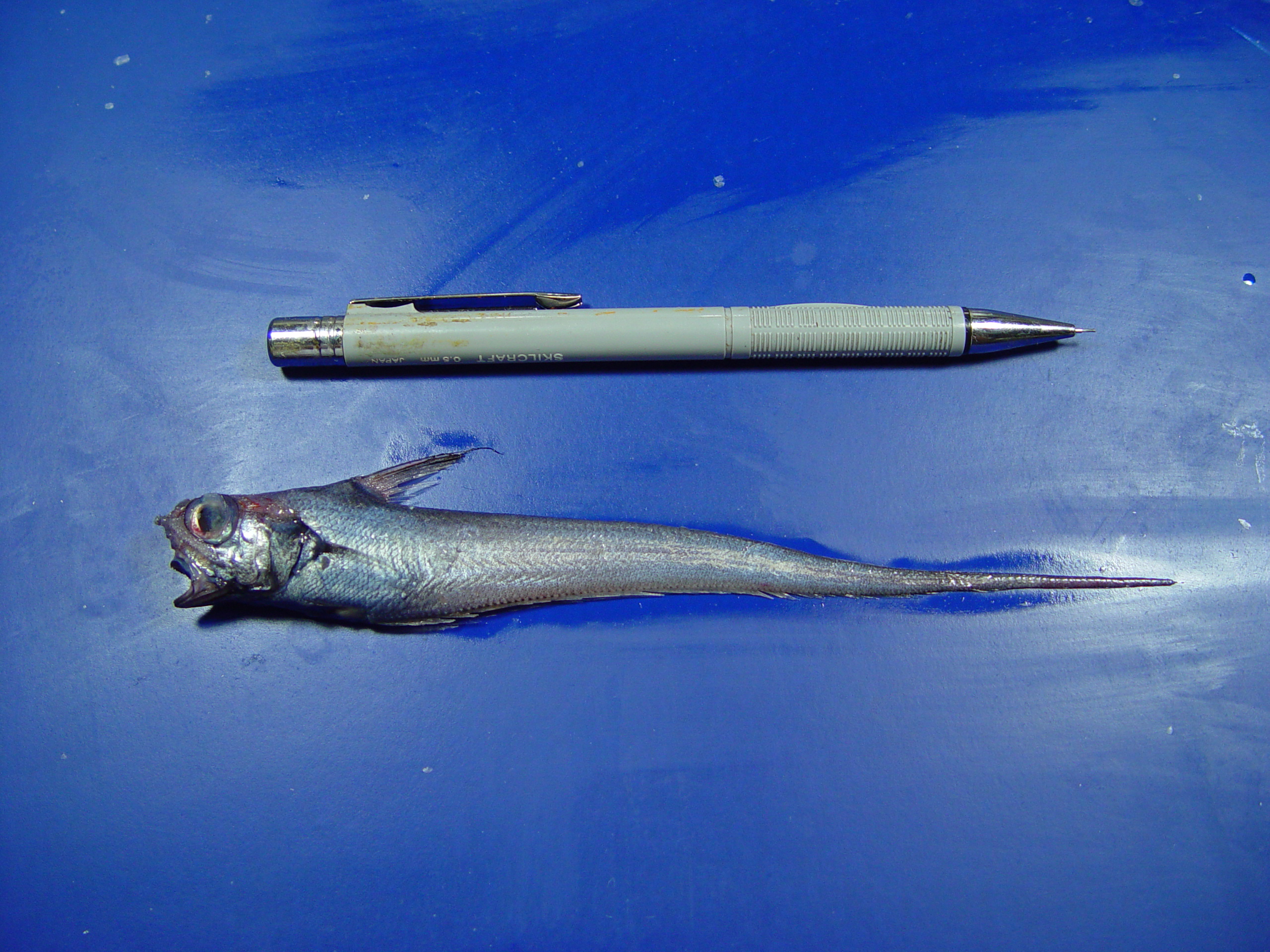 Common Atlantic Grenadier (Nezumia aequalis) |commons:File:Common Atlantic grenadier (Nezumia aequalis).jpg
