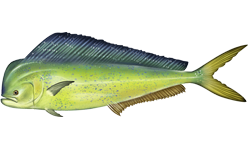 Common Dolphinfish (Coryphaena hippurus) |commons:File:Coryphaena hippurus.png