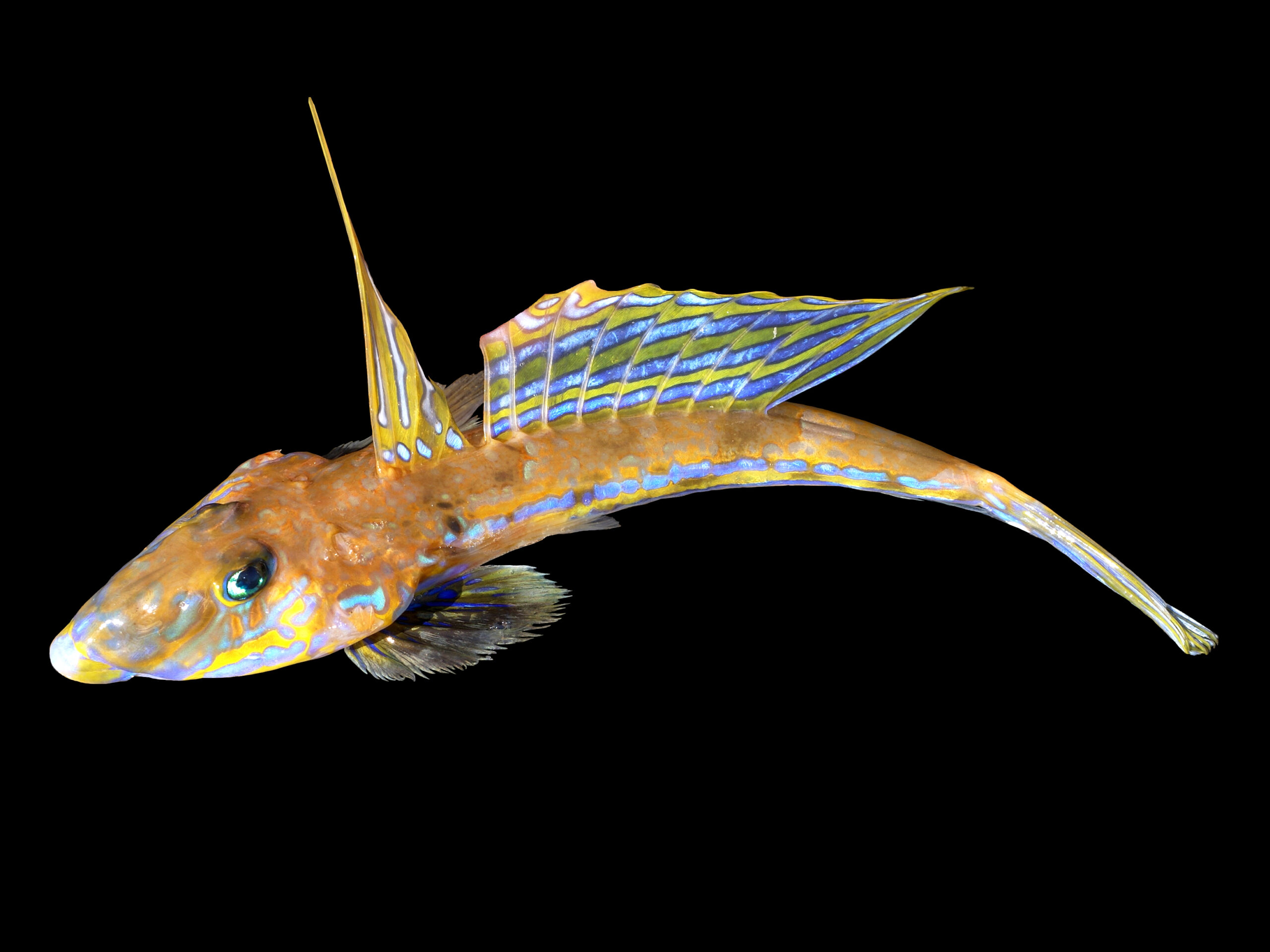 Common Dragonet (Callionymus lyra) |commons:File:Callionymus lyra.jpg
