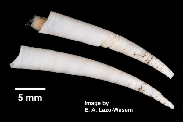 common elephant tusk Antalis entalis