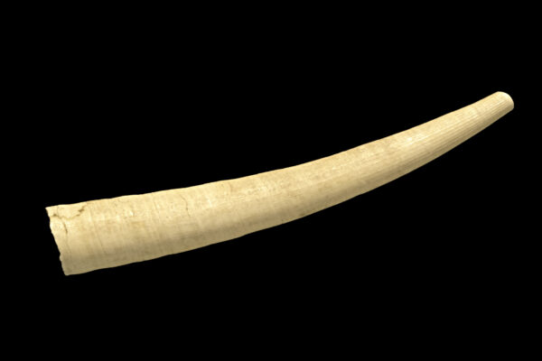 common elephant's tusk Antalis vulgaris