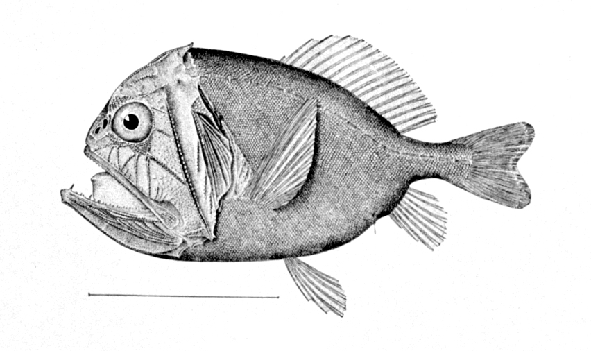 Common Fangtooth (Anoplogaster cornuta) |commons:File:Anoplogaster cornuta.jpg