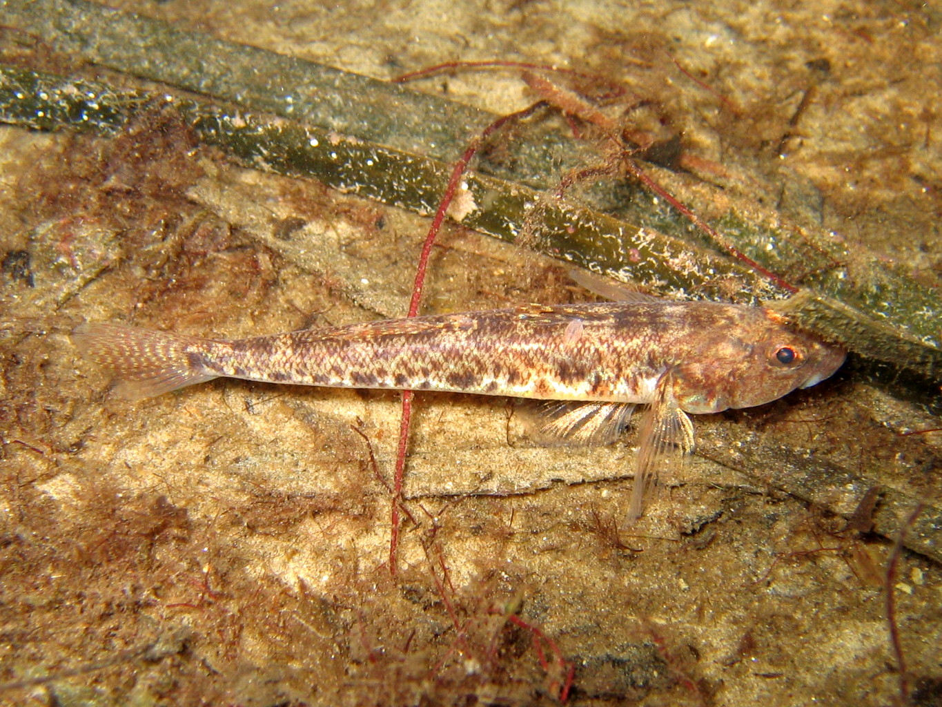 Common Goby (Pomatoschistus microps) |commons:File:046-011 Pomatoschistus microps.JPG