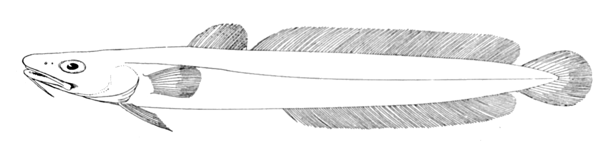 Common Ling (Molva molva) |commons:File:Molva molva.jpg