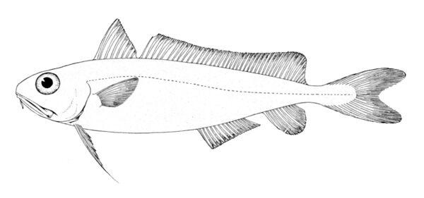 Common Mora (Mora moro) |commons:File:Mora moro.jpg