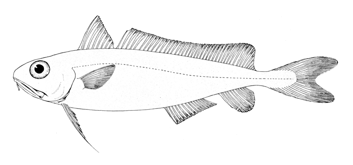 Common Mora (Mora moro) |commons:File:Mora moro.jpg