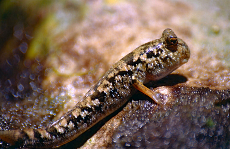 Common Mudskipper (Periophthalmus kalolo) |commons:File:Common Mudskipper (Periophthalmus kalolo) (10292242043).jpg