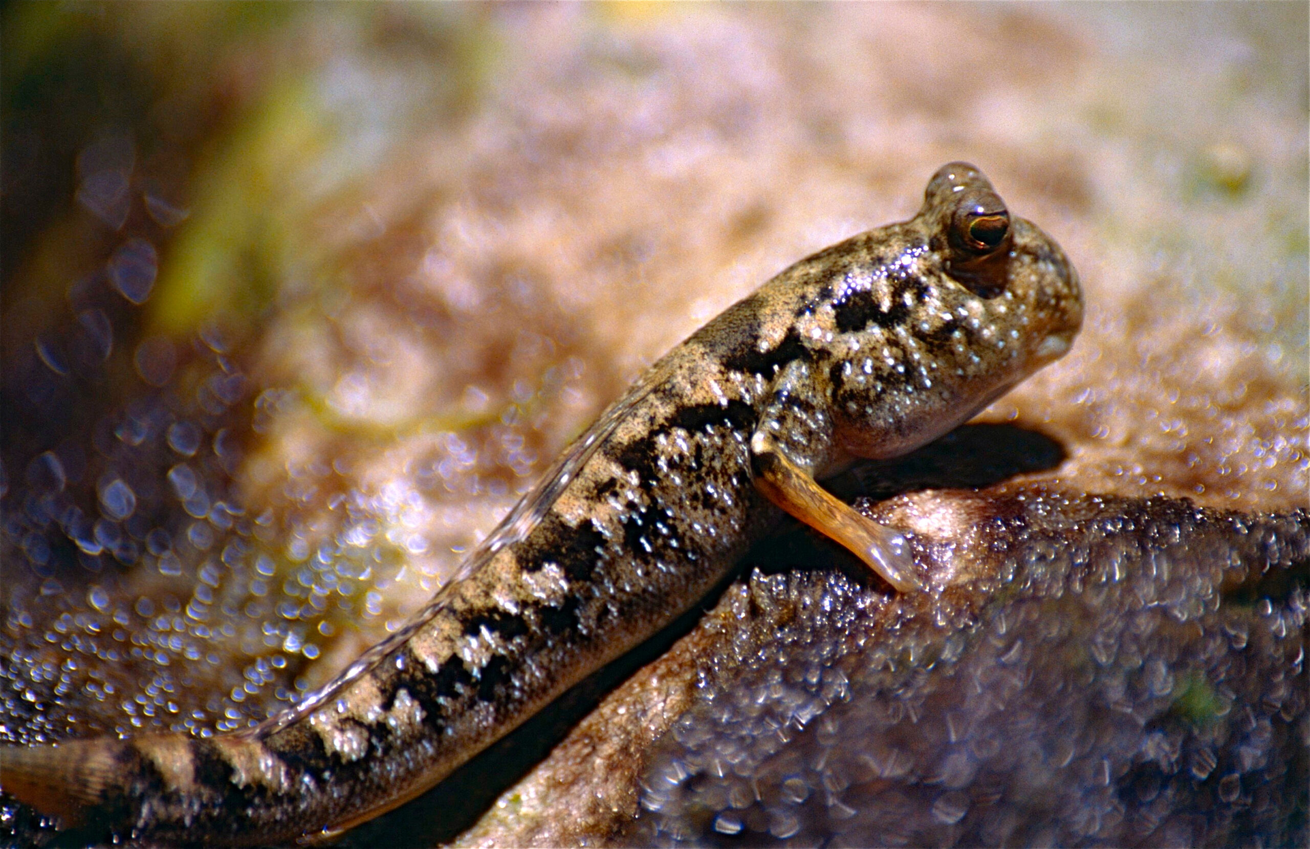 Common Mudskipper (Periophthalmus kalolo) |commons:File:Common Mudskipper (Periophthalmus kalolo) (10292242043).jpg