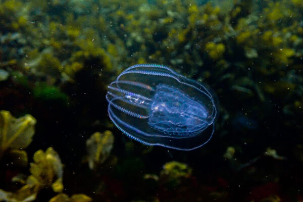 common northern comb jelly Bolinopsis infundibulum