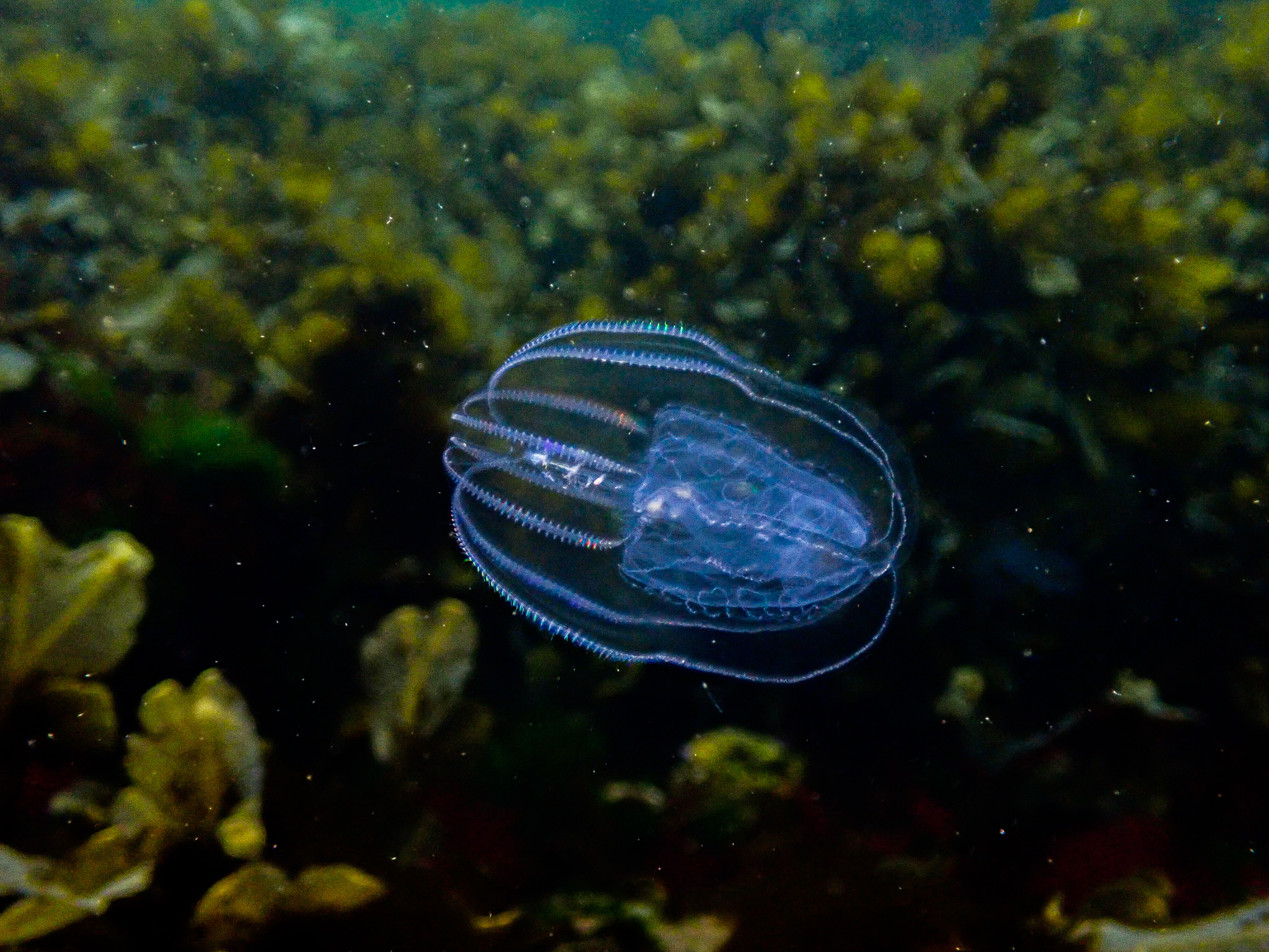 common northern comb jelly Bolinopsis infundibulum
