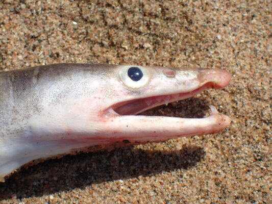 Common Pike Conger (Muraenesox bagio) |commons:File:Muraenesox bagio 98224844.jpg