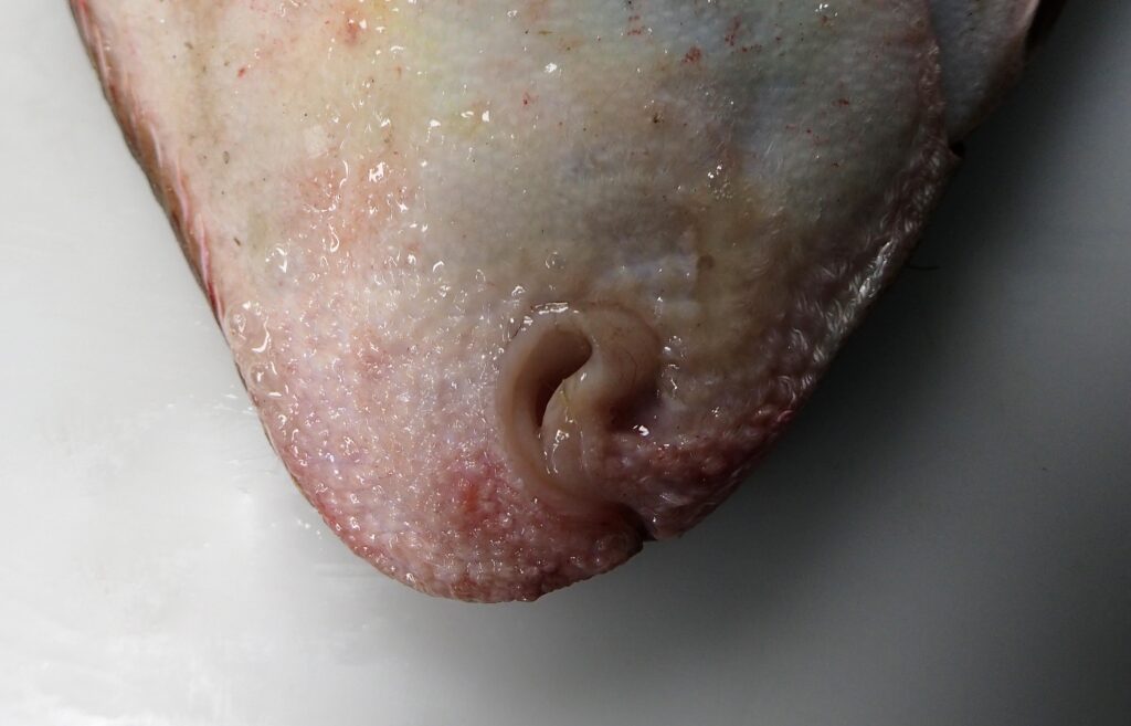 Common Sole (Solea solea) |commons:File:Détails de la bouche d'une Sole commune (Solea solea) (Ifremer 00778-89019).jpg