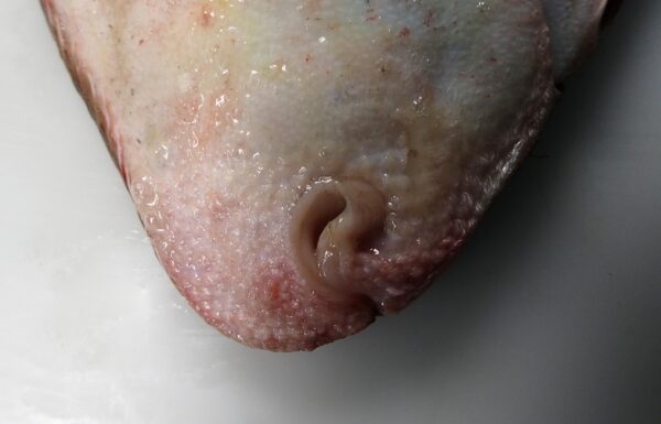 Common Sole (Solea solea) |commons:File:Détails de la bouche d'une Sole commune (Solea solea) (Ifremer 00778-89019).jpg