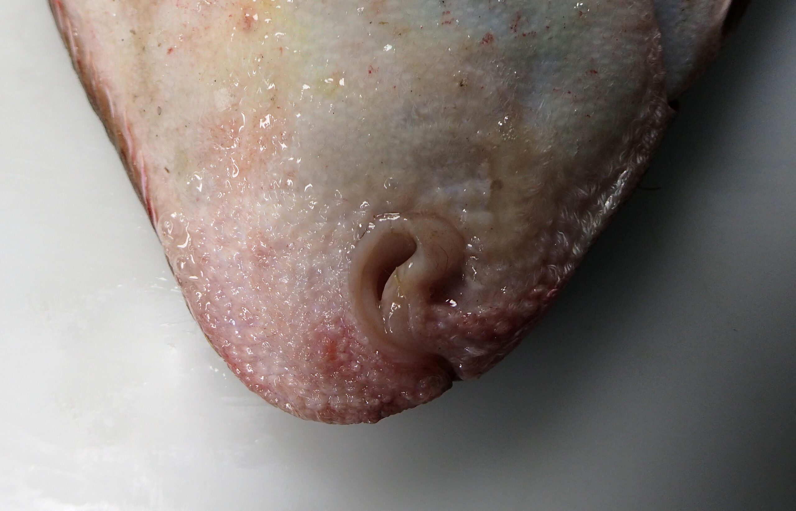 Common Sole (Solea solea) |commons:File:Détails de la bouche d'une Sole commune (Solea solea) (Ifremer 00778-89019).jpg