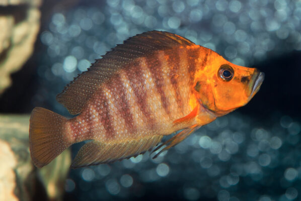 Compressiceps (Altolamprologus compressiceps) |commons:File:Altolamprologus compressiceps - Karlsruhe Zoo 01.jpg