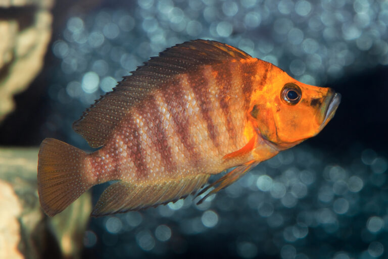 Compressiceps (Altolamprologus compressiceps) |commons:File:Altolamprologus compressiceps - Karlsruhe Zoo 01.jpg
