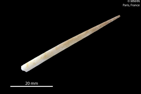 Compressidentalium sedecimcostatum Compressidentalium sedecimcostatum