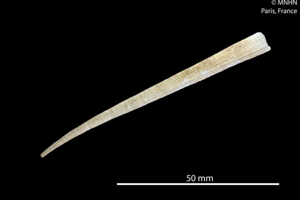 Compressidentalium subcurvatum Compressidentalium subcurvatum