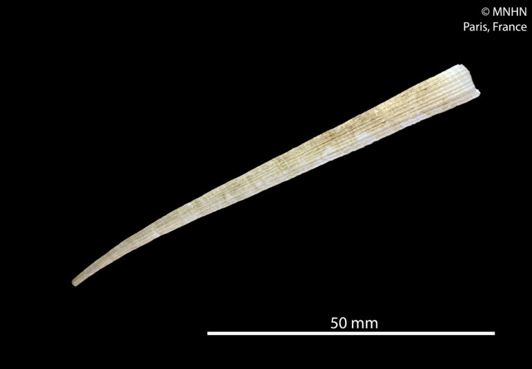 Compressidentalium subcurvatum Compressidentalium subcurvatum
