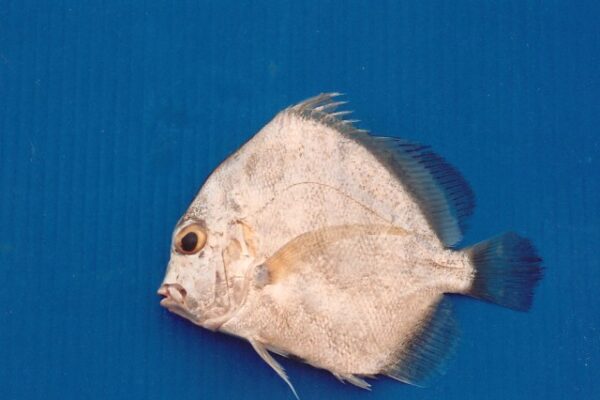 Concertina Fish (Drepane longimana) |commons:File:Drepane longimana.jpg