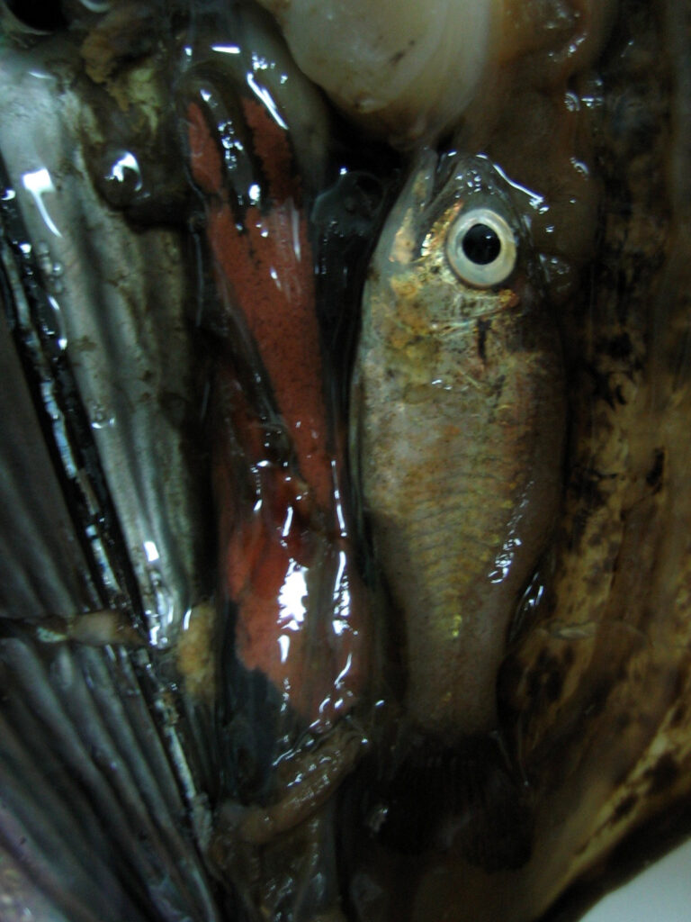 conchfish (Astrapogon stellatus) |commons:File:Astrapogon stellatus.jpg