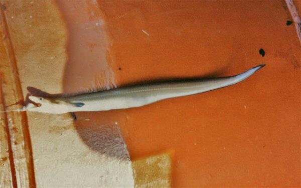 Conehead Eel (Cynoponticus coniceps) |commons:File:Cynoponticus coniceps.jpg