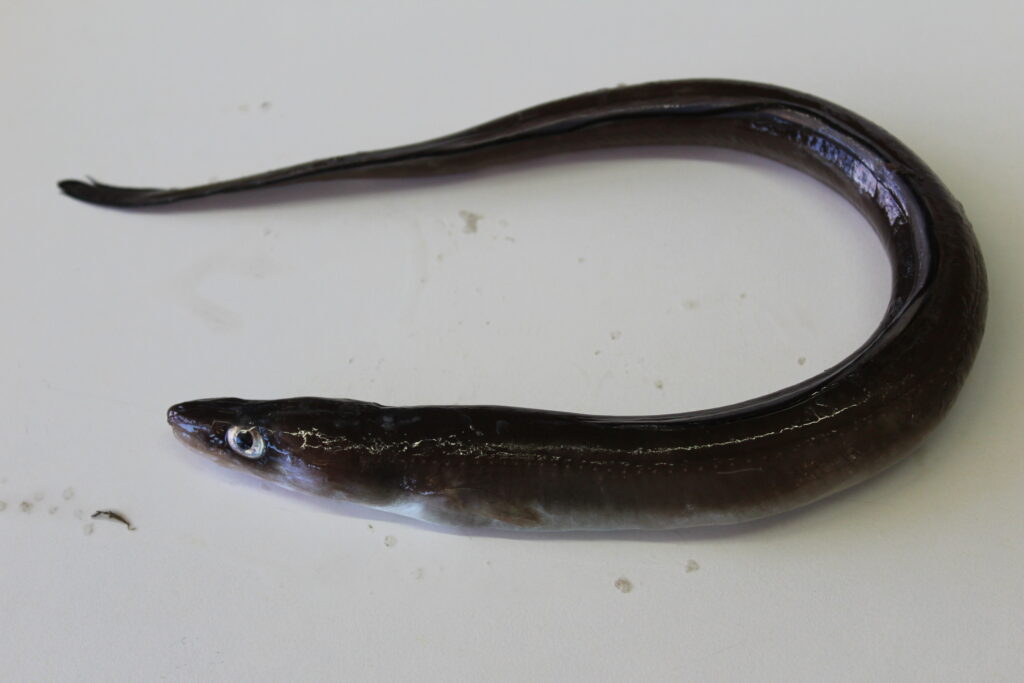 Conger (Conger conger) |commons:File:Conger conger 222980675.jpg