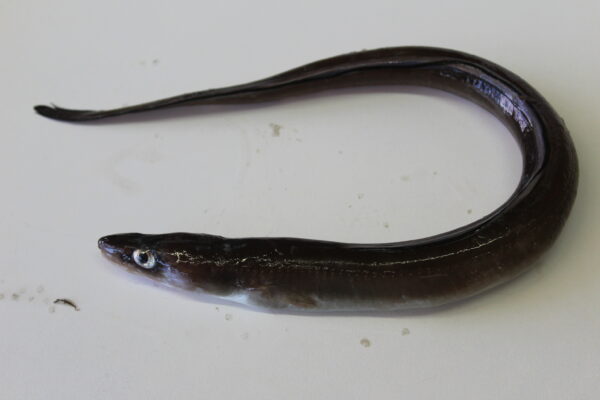 Conger (Conger conger) |commons:File:Conger conger 222980675.jpg