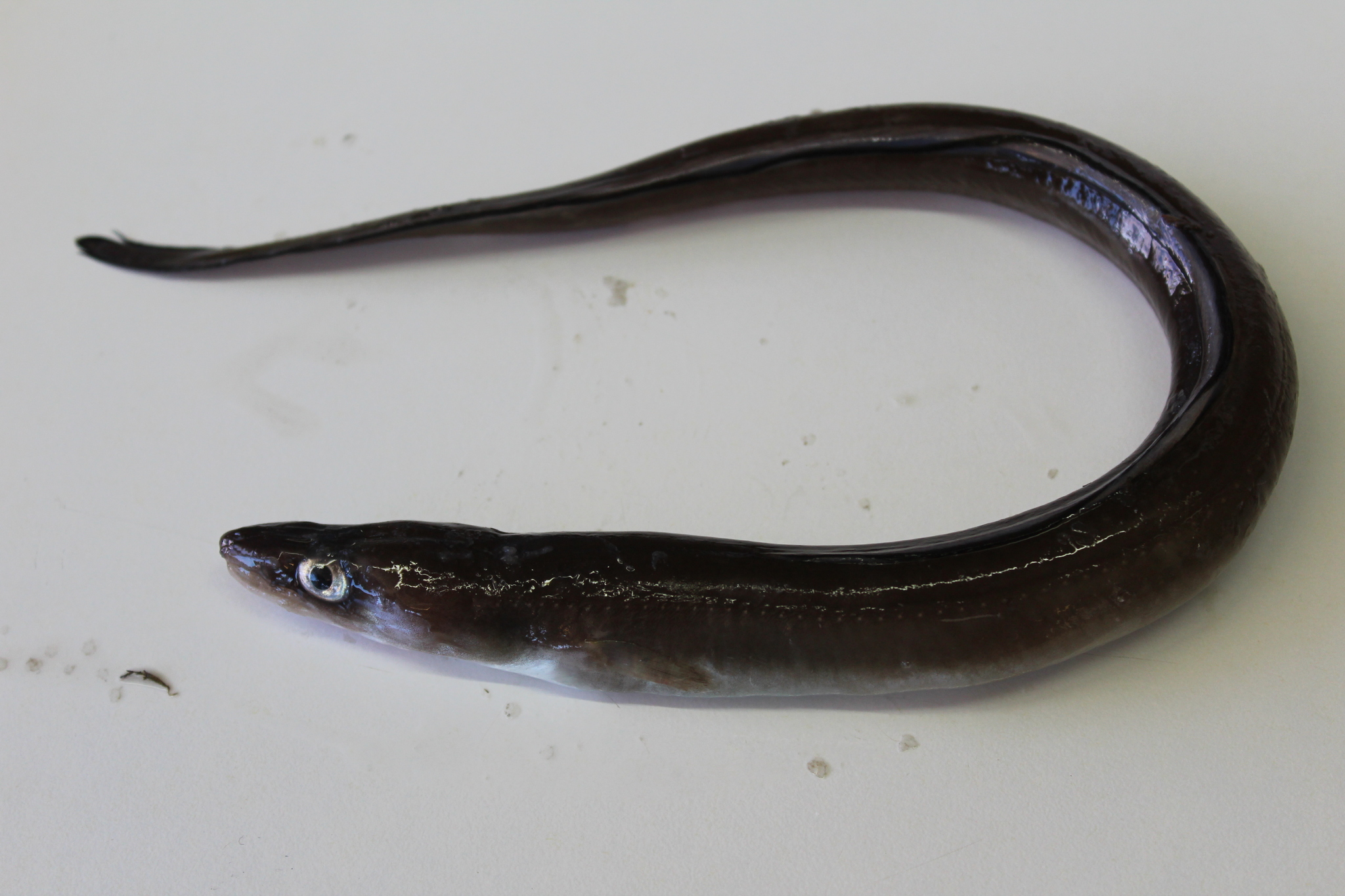 Conger (Conger conger) |commons:File:Conger conger 222980675.jpg