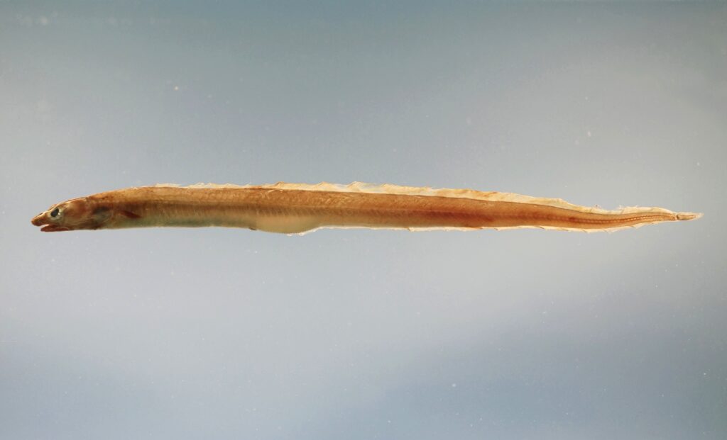 Conger Eel (Conger oceanicus) |commons:File:Conger oceanicus.jpg