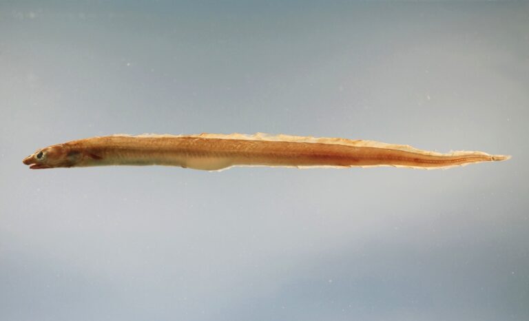 Conger Eel (Conger oceanicus) |commons:File:Conger oceanicus.jpg