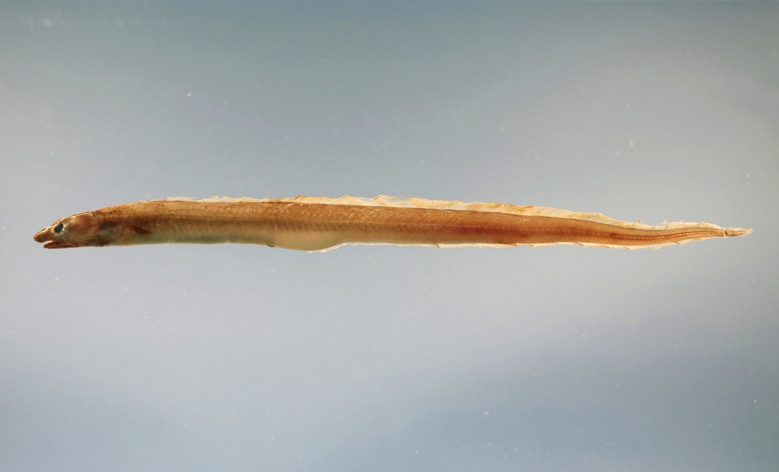 Conger Eel (Conger oceanicus) |commons:File:Conger oceanicus.jpg