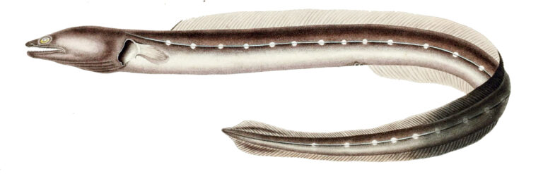 Conger orbignianus (Conger orbignianus) |commons:File:Conger orbignianus.jpg