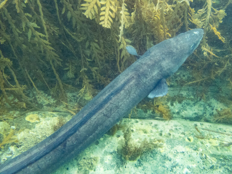 Conger verreauxi (Conger verreauxi) |commons:File:Conger verreauxi.jpg