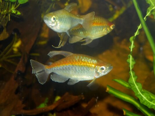 Congo Tetra (Phenacogrammus interruptus) |commons:File:Alestidae Phenacogrammus interruptus 4.jpg