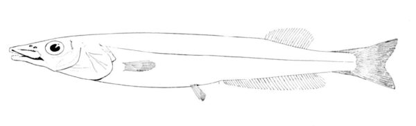 Conocara macropterum (Conocara macropterum) |commons:File:Conocara macropterum.jpg