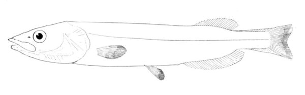 Conocara nigrum (Conocara nigrum) |commons:File:Conocara nigrum.jpg