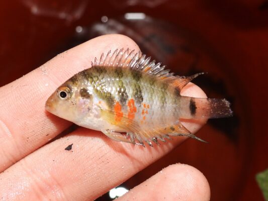 Convict Cichlid (Amatitlania nigrofasciata) |commons:File:Amatitlania nigrofasciata 344412441.jpg