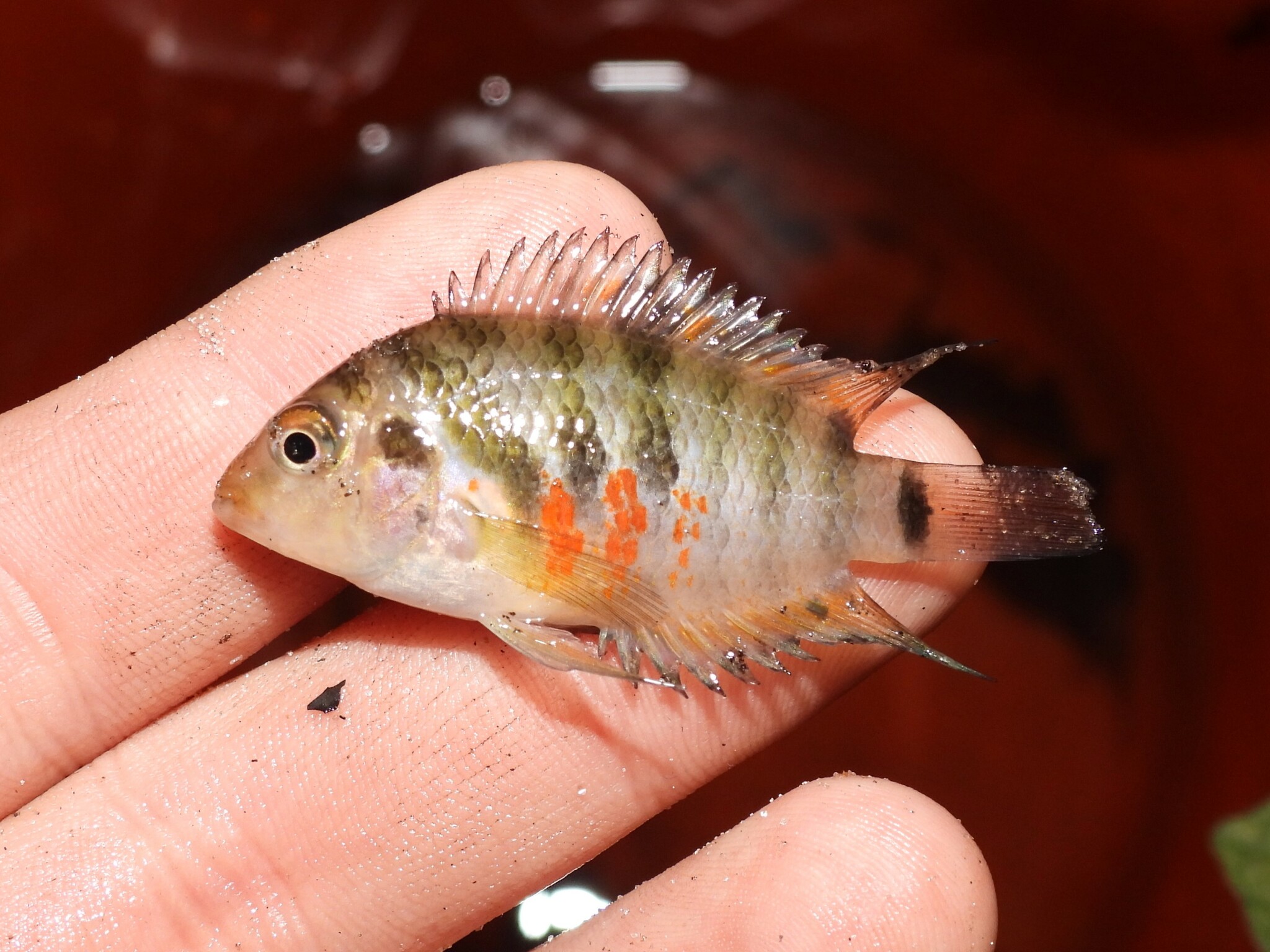 Convict Cichlid (Amatitlania nigrofasciata) |commons:File:Amatitlania nigrofasciata 344412441.jpg