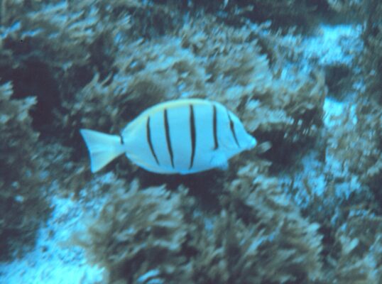 Convict Tang (Acanthurus triostegus) |commons:File:Acanthurus triostegus.jpg