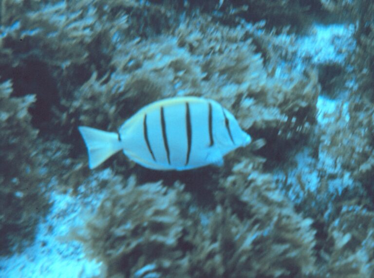 Convict Tang (Acanthurus triostegus) |commons:File:Acanthurus triostegus.jpg